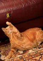 Go Cat - Cat Toy - Da Bee Refill