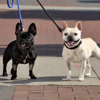 Coastal - Dog Leash - Black Rope