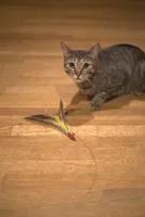 Go Cat - Cat Toy