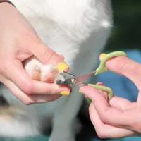 Safari - Small Pet Nail Trimmer Scissors