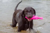 Ruff Dawg - Dog Toy - Flying Fish