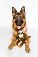 Fluff & Tuff - Plush Dog Toy - Albert Monkey