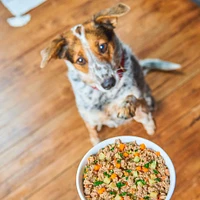 - Wet Dog Food - Freshmade Wholesome Grains Beef,  Barley,  & Turkey Recipe