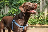 Nylon Dog Harness