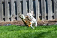 Fluff & Tuff - Plush Dog Toy - Harry Otter