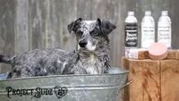 Project Sudz - Organic Dog Shampoo Bar - Patchouli Charcoal