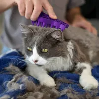 KONG - Cat Brush - Zoomgroom Cat