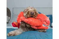 Fluff & Tuff - Plush Dog Toy - Manny Lobster