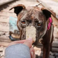 Tucker's - Freeze Dried Dog Food - Pork,  Bison,  & Pumpkin