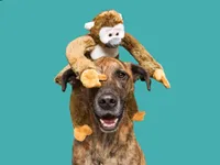 Fluff & Tuff - Plush Dog Toy - Albert Monkey