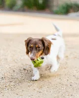 Tall Tails - Dog Toy - Natural Rubber Acorn