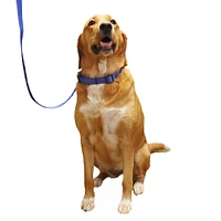 Nylon Dog Collar - Blue