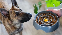 Messy Mutts - Interactive Slow Feeder Bowl