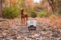 Tucker's - Freeze Dried Dog Food - Pork,  Bison,  & Pumpkin