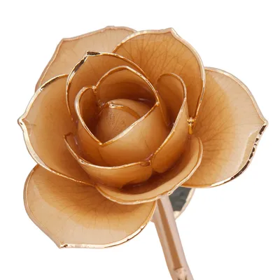 24k Gold Dipped Sweet Cream Rose