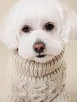 Oliver Cable-Knit Dog Sweater