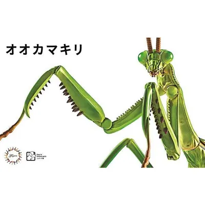 Big Mantis Biology Edition #023 by Fujimi