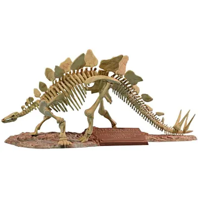 1/24 Stegosaurus Skeleton
