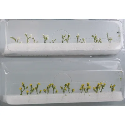 JTT Scenery Products Daisies: 1/2" 1.3cm Tall (24pc) #95543