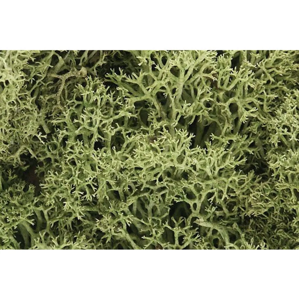 Woodland Scenics Lichen - Spring Green WOO161