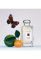 Lime Basil & Mandarin Cologne