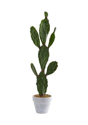 Cactus Plant