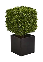 Nearly Natural Boxwood Plant in Black Planter Indoor/Outdoor