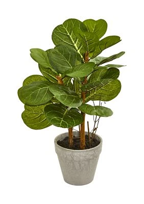 Fiddle Leaf Plant