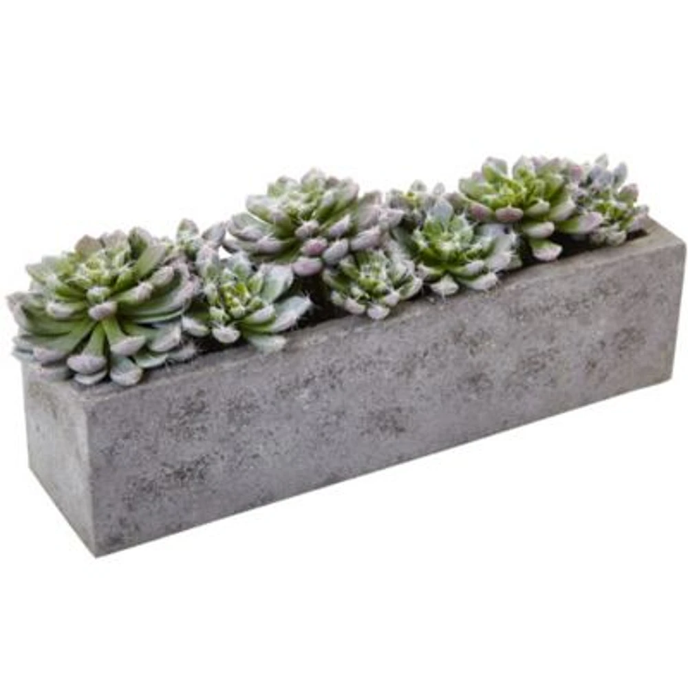 Succulent Garden with Textured Concrete Planter