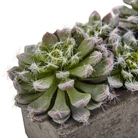 Succulent Garden with Textured Concrete Planter