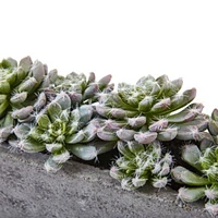 Succulent Garden with Textured Concrete Planter