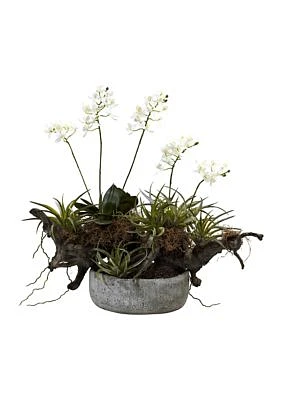 Orchid, Succulent Garden with Driftwood with Decorative Vase