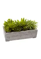 Nearly Natural Succulent Garden with Concrete Planter