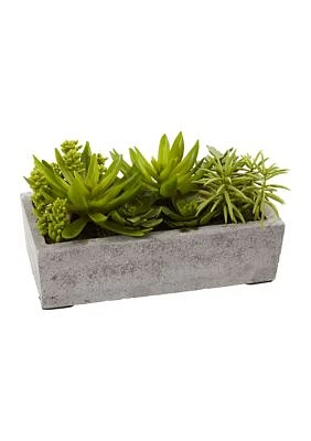 Succulent Garden with Concrete Planter