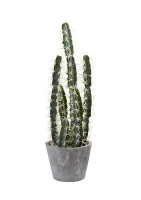 Decorative Cactus Garden with Cement Planter