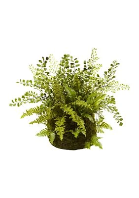 Assorted  Fern with Twig and Moss Basket