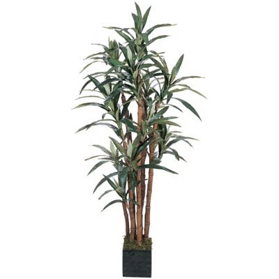 5' Yucca Silk Tree