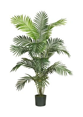 6-Foot Paradise Palm