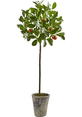 Potted Orange Tree