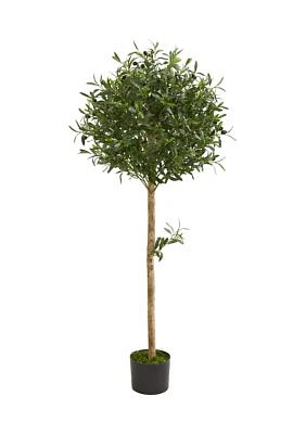 Olive Topiary Tree