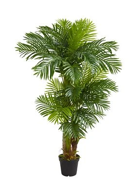 Hawaii Palm