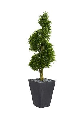 Boxwood Spiral Topiary Tree in Planter  Indoor/Outdoor