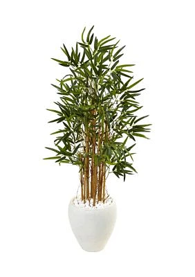 Bamboo Tree in Oval Planter