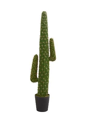 Cactus Plant