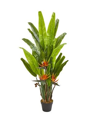 Bird of Paradise Plant