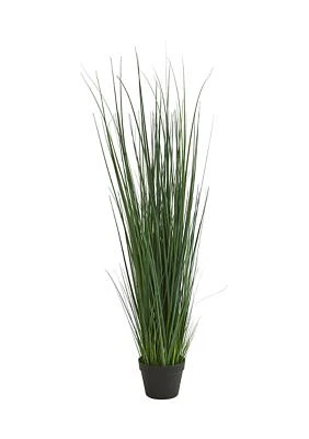 Grass Plant