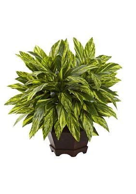 Tradescantia  Plant with Black Hexagon Planter