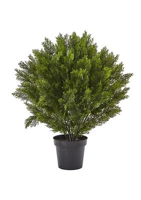 Cedar Bush Indoor/Outdoor