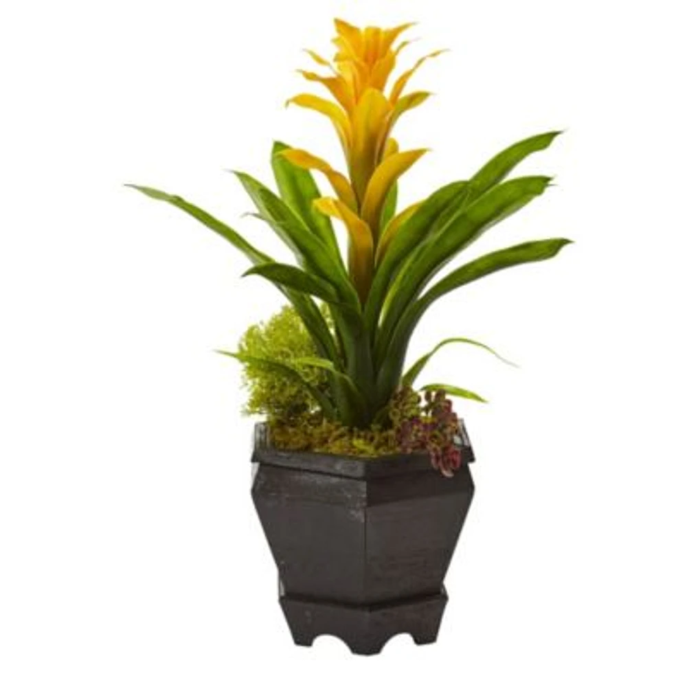 Bromeliad in Black Hexagon Planter