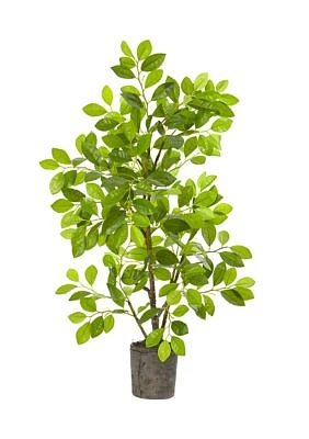 Ficus Tree in Planter